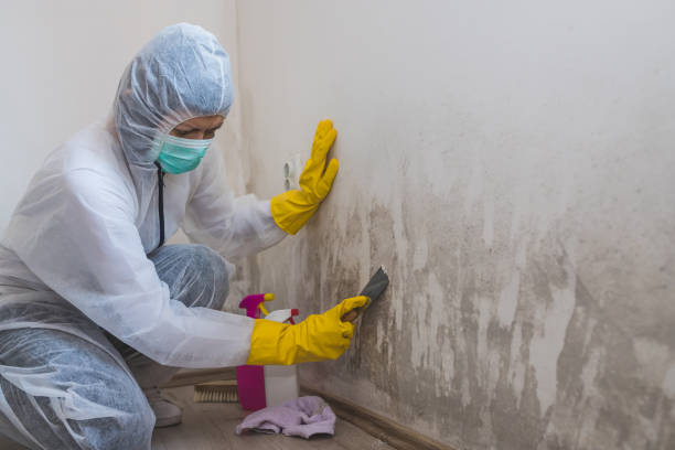 Best DIY Mold Remediation in Fredericktown, MO